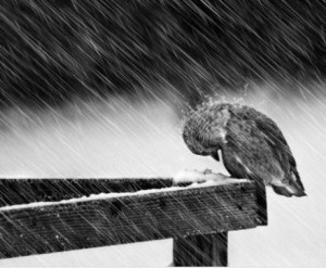 free-write-friday-writing-prompt