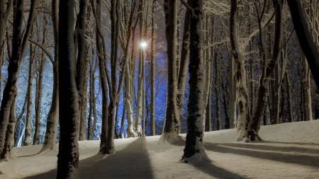 fantastic winter forest shadows at night